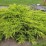 Juniperus ×pfitzeriana 'Old Gold'