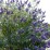 Buddleja davidii 'Nanho Blue'