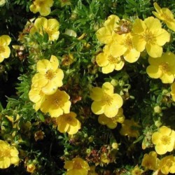 Potentilla fruticosa...