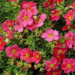 Potentilla fruticosa DANNY...