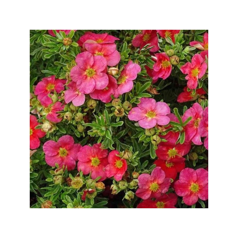Potentilla fruticosa DANNY BOY 'Lissdan' PBR