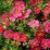 Potentilla fruticosa DANNY BOY 'Lissdan' PBR