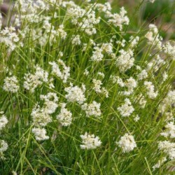 Luzula nivea