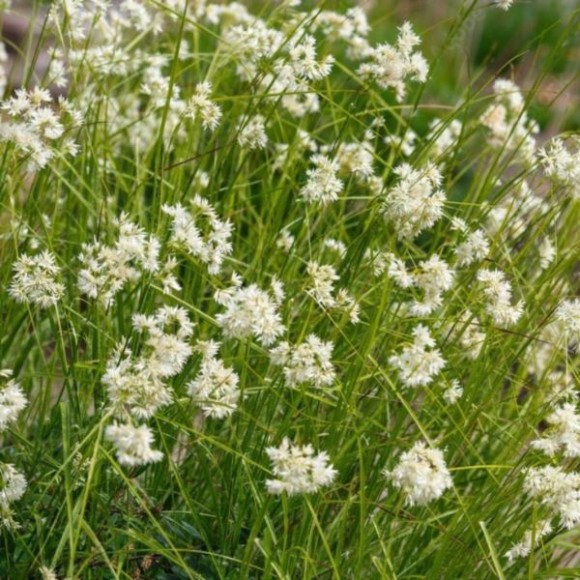 Luzula nivea