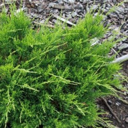 Juniperus ×pfitzeriana...