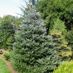 Abies koreana 'Silberlocke'