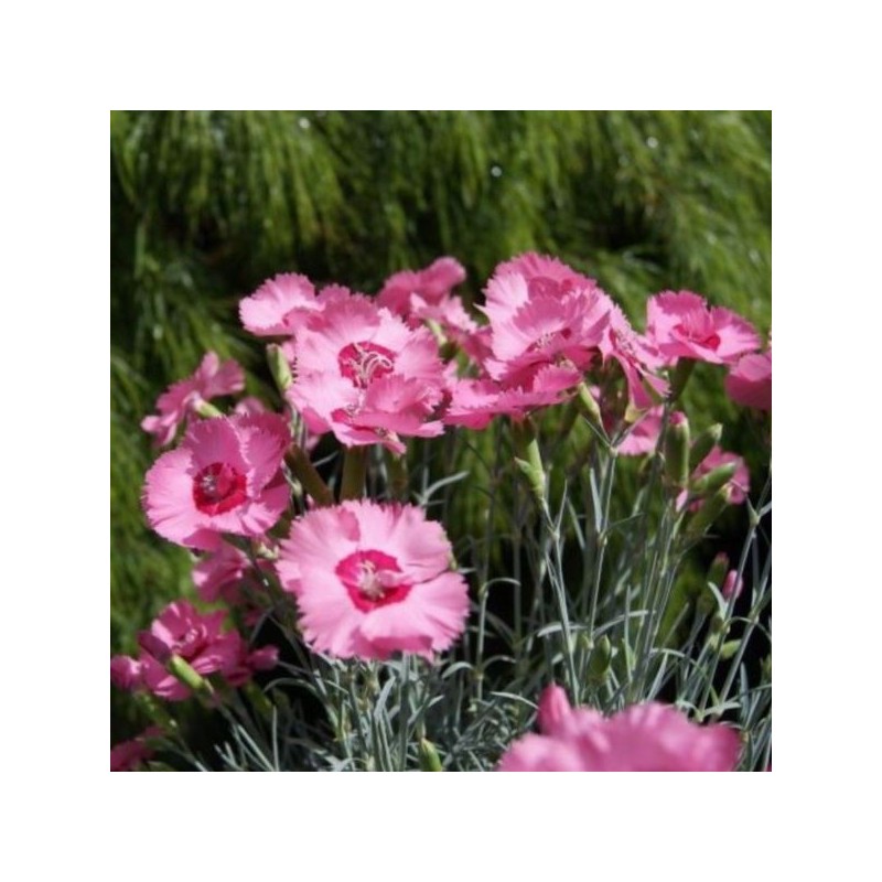 Dianthus plumarius 'Angel of Hope'