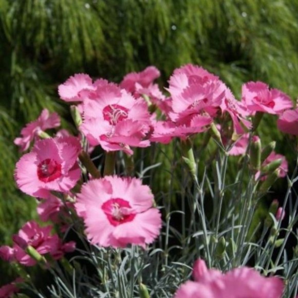 Dianthus plumarius 'Angel of Hope'