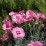 Dianthus plumarius 'Angel of Hope'