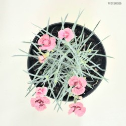 Dianthus plumarius 'Angel of Hope'