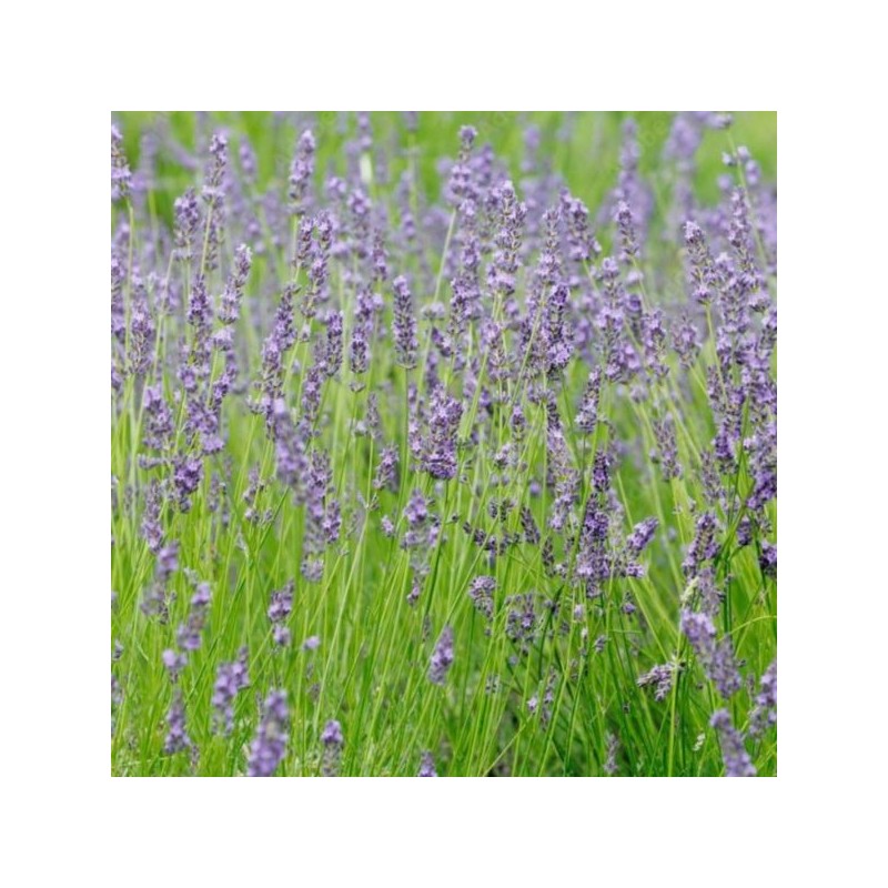 Lavandula ×intermedia PHENOMENAL 'Niko'