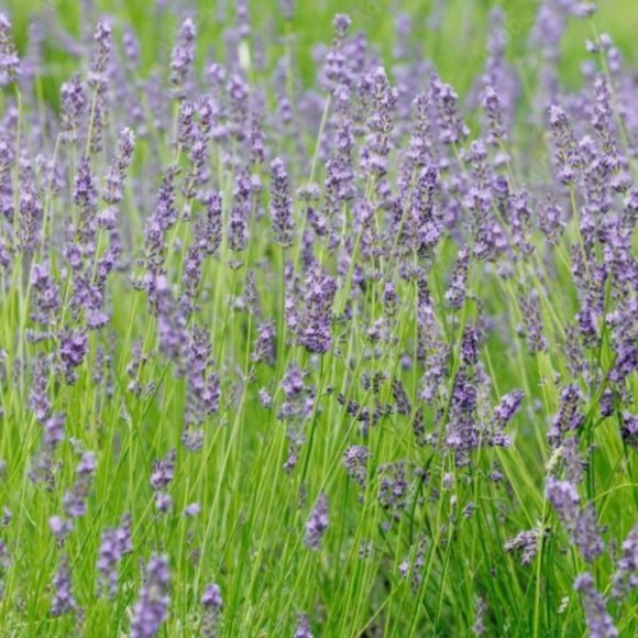Lavandula ×intermedia PHENOMENAL 'Niko'