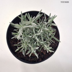 Lavandula ×intermedia PHENOMENAL 'Niko'