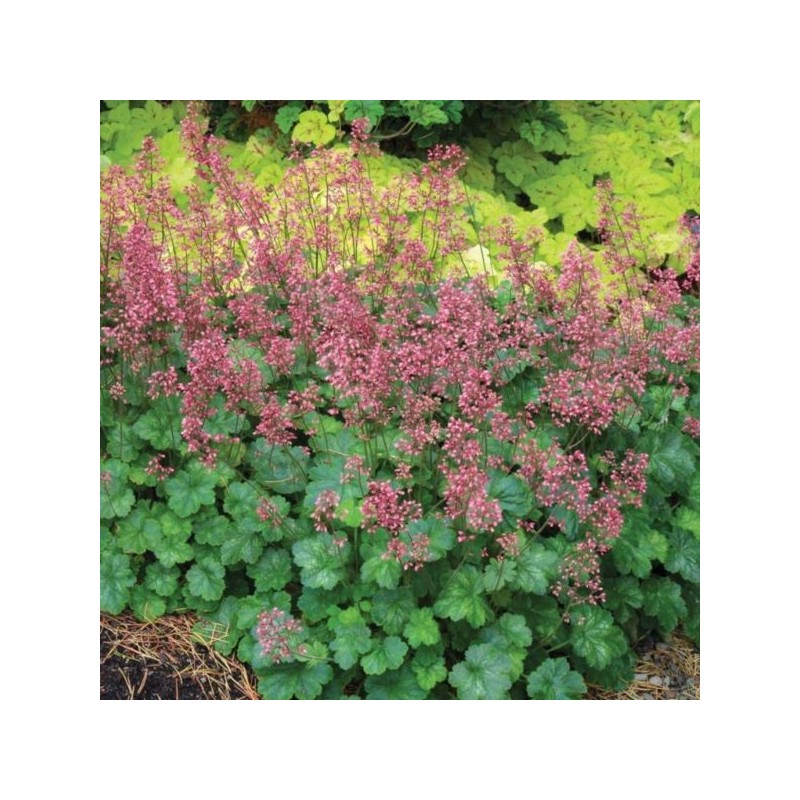 Heuchera LITTLE CUTIES 'Peppermint' PBR