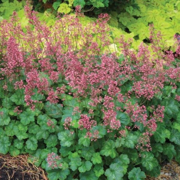 Heuchera LITTLE CUTIES 'Peppermint' PBR