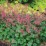 Heuchera LITTLE CUTIES 'Peppermint' PBR