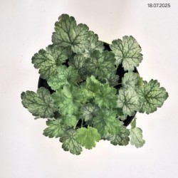 Heuchera LITTLE CUTIES 'Peppermint' PBR