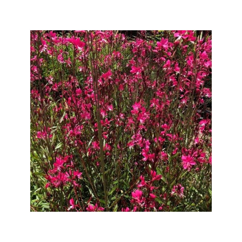 Gaura lind. BABY BUTTERFLY DARK PINK' 'URIBLBP'