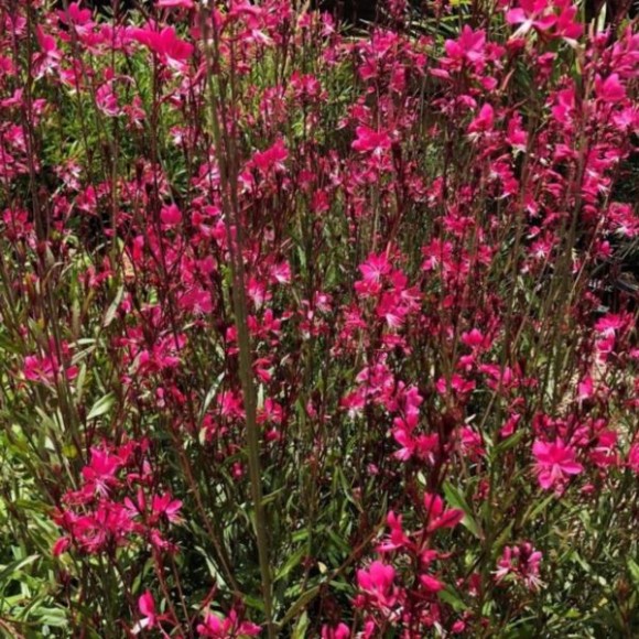Gaura lind. BABY BUTTERFLY DARK PINK' 'URIBLBP'