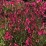 Gaura lind. BABY BUTTERFLY DARK PINK' 'URIBLBP'