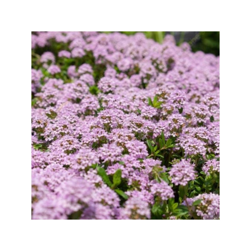Thymus longicaulis