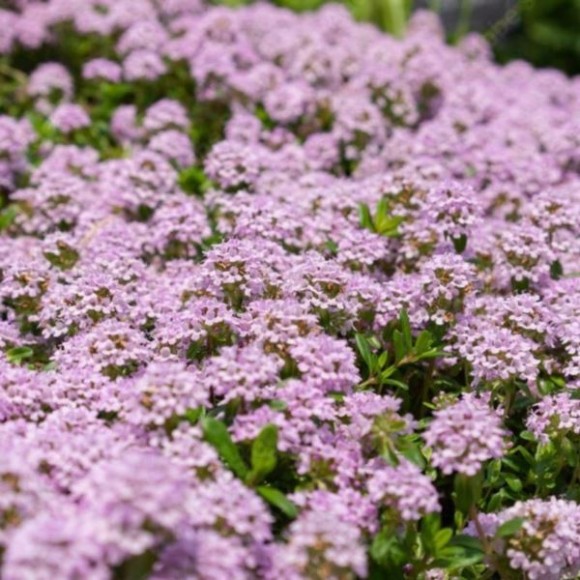 Thymus longicaulis