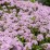 Thymus longicaulis
