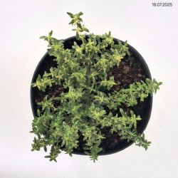 Thymus longicaulis