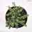 Thymus longicaulis