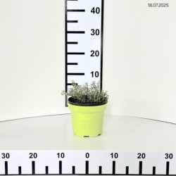 Thymus longicaulis