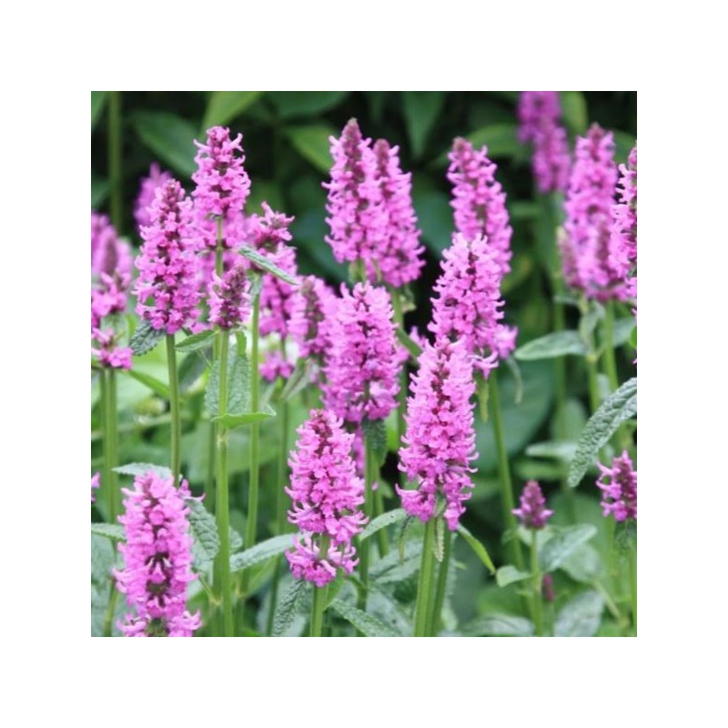 Betonica officinalis 'Hummelo'
