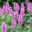 Betonica officinalis 'Hummelo'