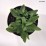 Betonica officinalis 'Hummelo'