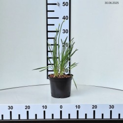 Allium 'Millenium'
