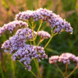 Valeriana officinalis