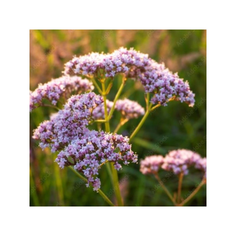 Valeriana officinalis