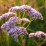 Valeriana officinalis