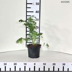 Valeriana officinalis
