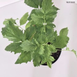 Valeriana officinalis