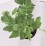 Valeriana officinalis