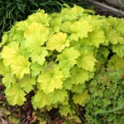 Heuchera 'Guacamole'