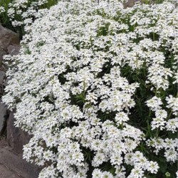 Iberis sempervirens...