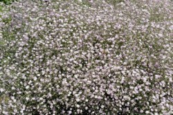 Gypsophila 'Rosenschleier'