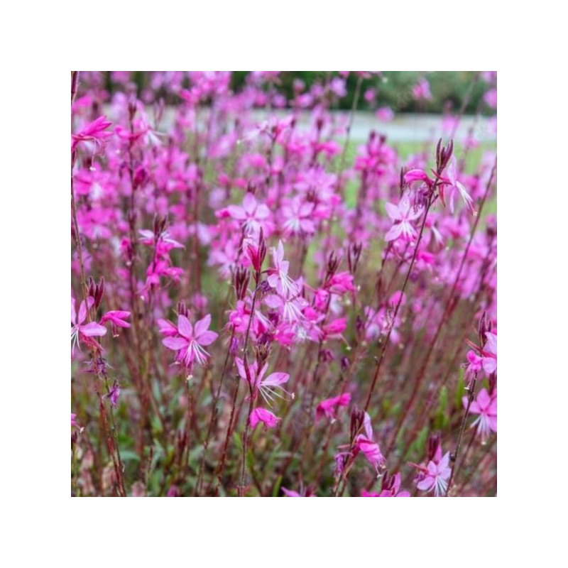 Gaura lindheimeri 'Graceful Light Pink'