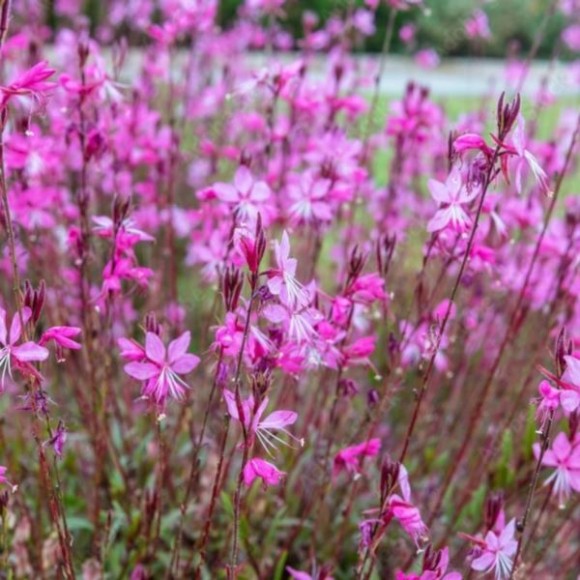 Gaura lindheimeri 'Graceful Light Pink'