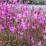 Gaura lindheimeri 'Graceful Light Pink'