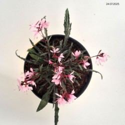 Gaura lindheimeri 'Graceful Light Pink'