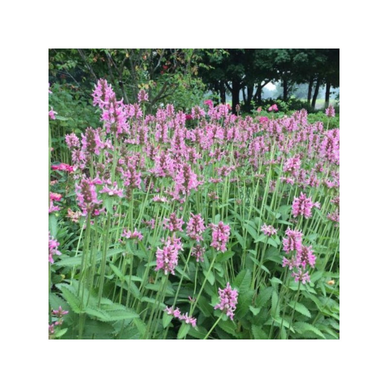 Betonica officinalis 'Pink Cotton Candy'