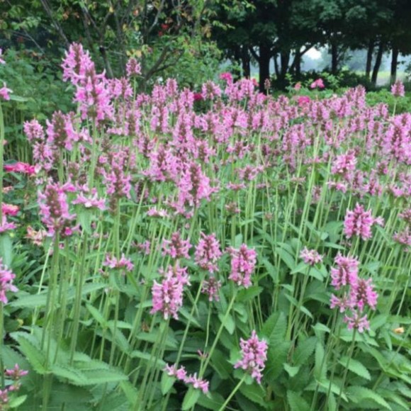 Betonica officinalis 'Pink Cotton Candy'