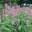 Betonica officinalis 'Pink Cotton Candy'
